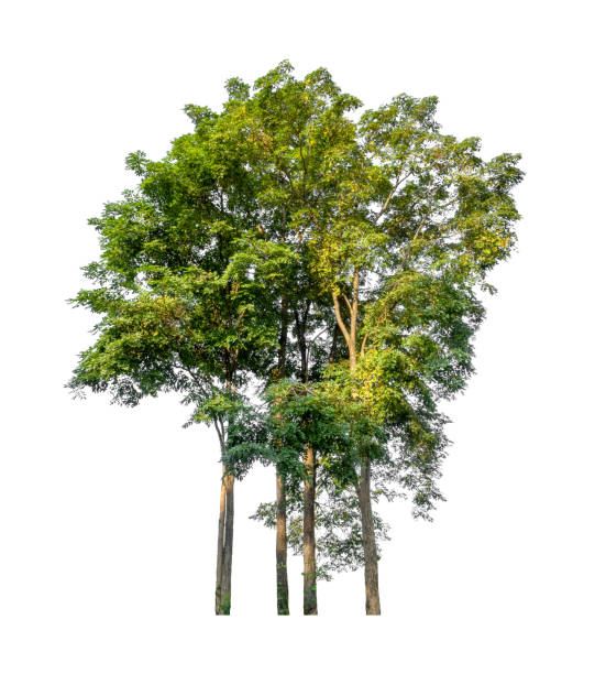istock Trees that are isolated on a white background are suitable for both printing and web pages 1443157199