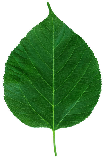 istock Mulberry leaf isolated on white background with clipping path. 1443157246
