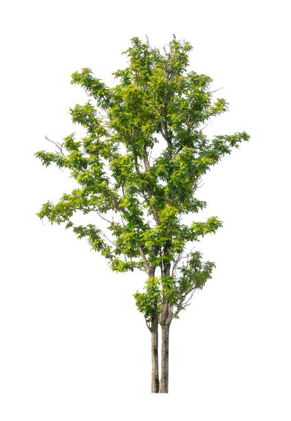 istock Tree that are isolated on a white background are suitable for both printing and web pages 1443157254