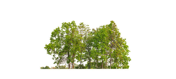 istock Green Trees isolated on white background.are Forest and foliage in summer for both printing and web pages with cut path and alpha channel 1443157940