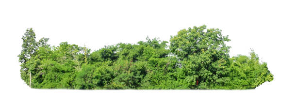 istock green trees isolated on white background. are forest and foliage in summer for both printing and web pages 1443158003