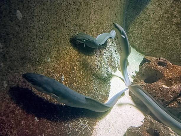 istock Photograph of eels in water 1443158019