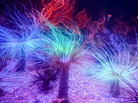 Bioluminescent anemones at the bottom of the ocean