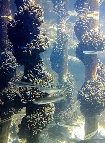A view point from a scuba diver looking up towards the surface of the water as they come up, chasing the air bubbles as they breath out.