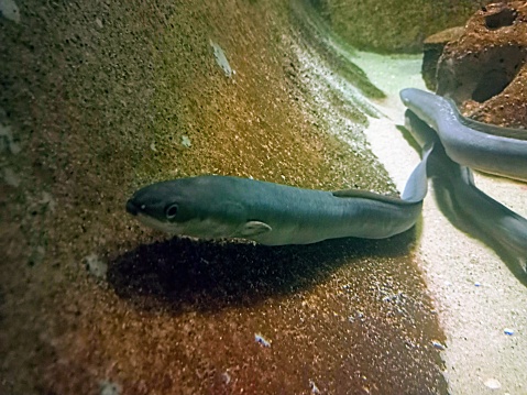 Eels at the bottom of the ocean