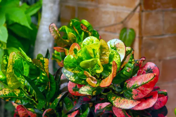 Photo of Croton (Codiaeum variegatum), a popular houseplant with many varieties and devotees with pretty colorful leaves in Indonesia