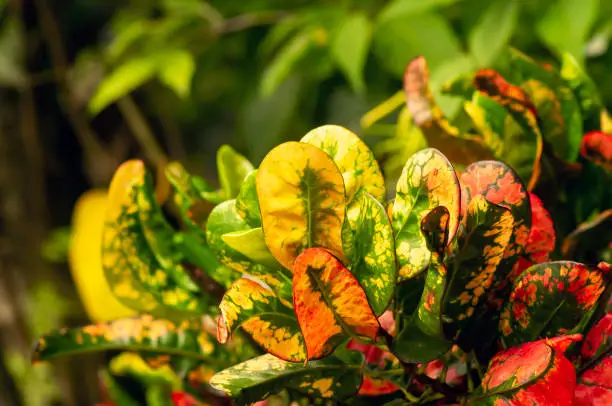 Photo of Croton (Codiaeum variegatum), a popular houseplant with many varieties and devotees with pretty colorful leaves in Indonesia