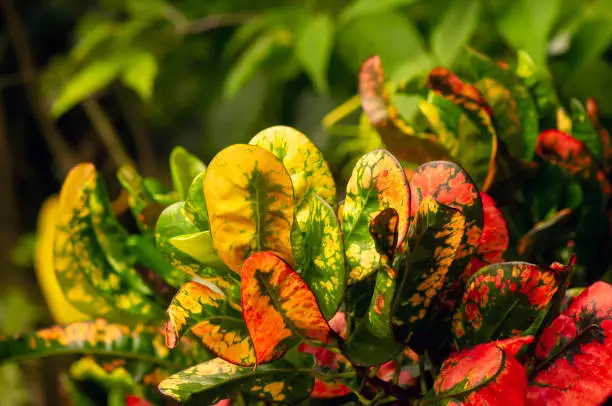 Photo of Croton (Codiaeum variegatum), a popular houseplant with many varieties and devotees with pretty colorful leaves in Indonesia