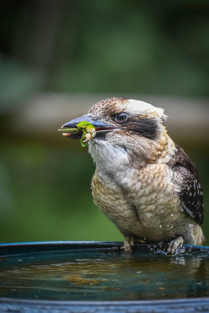 istock Baby Laughing Kookaburra (Dacelo novaeguineae) 1443161621