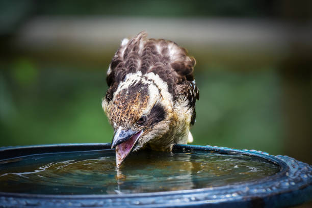istock Baby Laughing Kookaburra (Dacelo novaeguineae) 1443161657