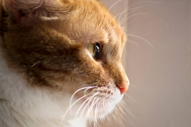 Portrait of cute siberian cat with green eyes by the window. Soft fluffy purebred straight-eared long hair kitty. Copy space, close up, background. Adorable domestic pet concept.