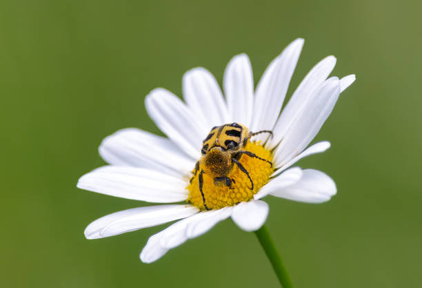Free picture: Eurasian bee beetle (Trichius fasciatus) macro ...