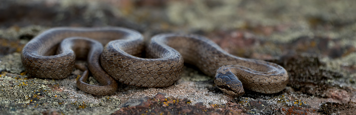 Smooth snake (Coronella austriaca) lying on a rock