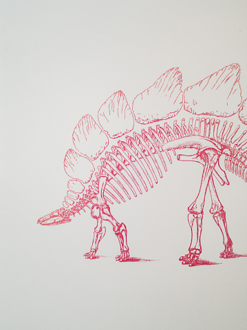 Stegosaurus skeleton illustration