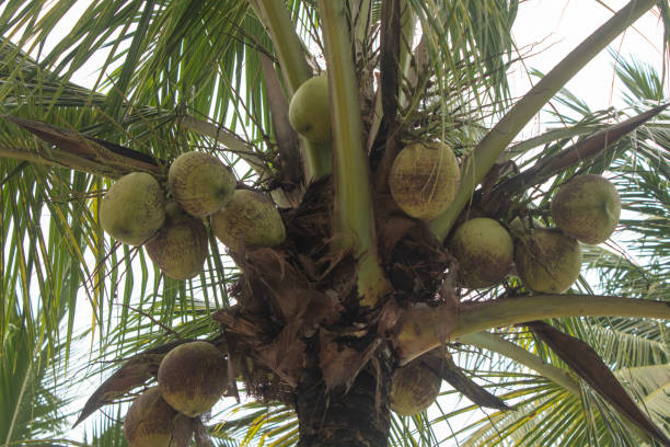green coconut tree with green fruit. summer background