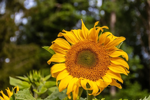 closeup of a sunflower against a diffused background.
