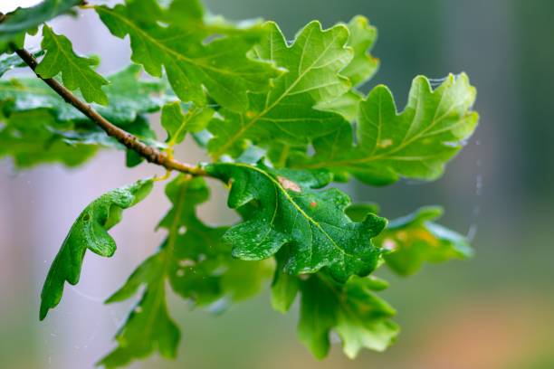 istock details of an oak tree 1443169151