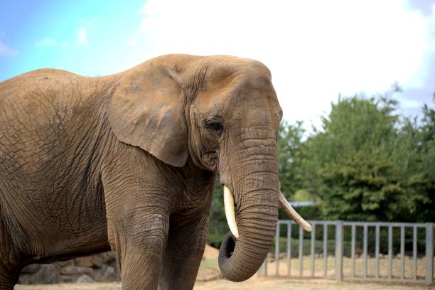 istock Large elephant at colchester zoo. 1443169855