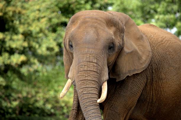 istock Large elephant outside at Colchester zoo. 1443169858