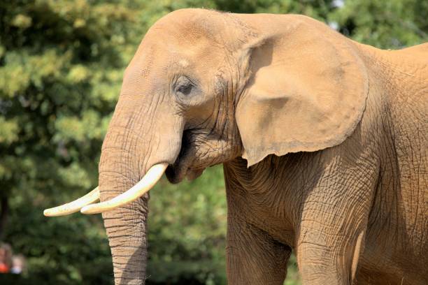 istock Large elephant outside at Colchester zoo. 1443169892