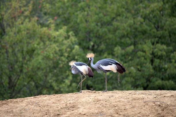 grue couronnée d’afrique de l’est au zoo. - beck photos et images de collection