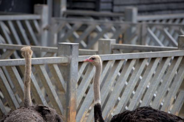 istock Ostrich outside at Colchester zoo 1443169992