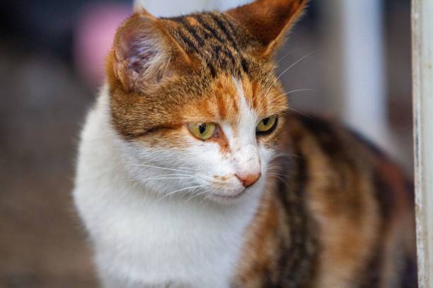 istock Close up of brown tabby cat staring 1443170171