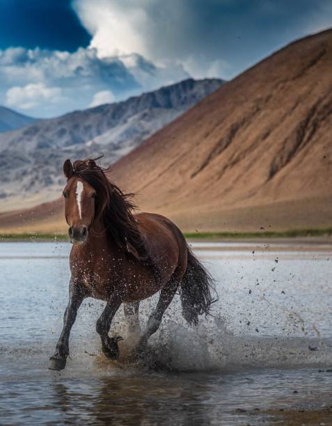 istock Wild horse galloping through water in steppe 1443170581
