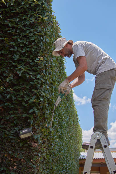 istock Middle Eastern male gardener pruning a creeping fig wall with hand scissors against a cloudy sky 1443170620