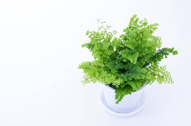 foliage plants Background image using foliage plants adiantum stock pictures, royalty-free photos & images