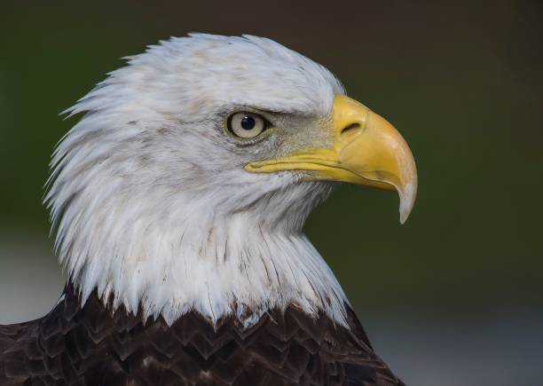 istock Close up shot of a an eagle 1443171337