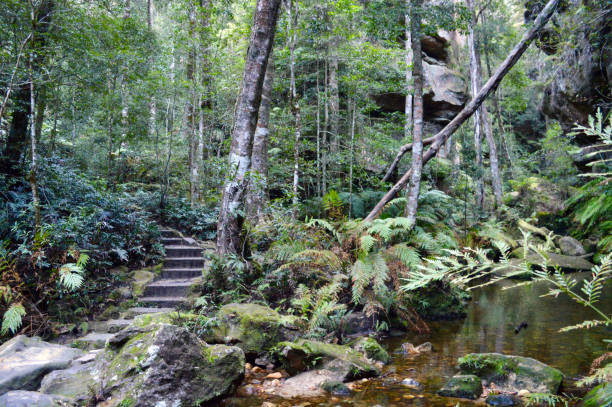 istock Grand Canyon Walk in the Blue Mountains 1443171479