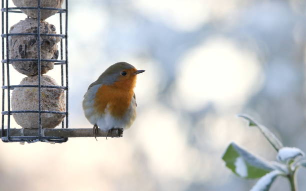 istock Closeup of a robin redbreast perched next to a bird feeder 1443171538