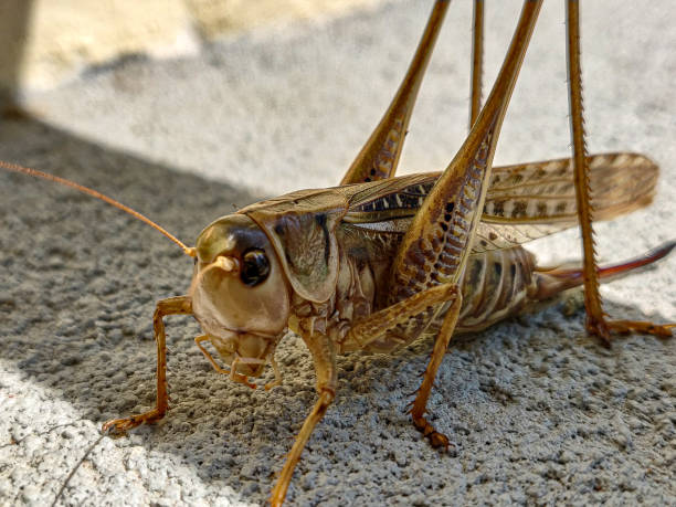 istock Closeup shot of a locust 1443171904