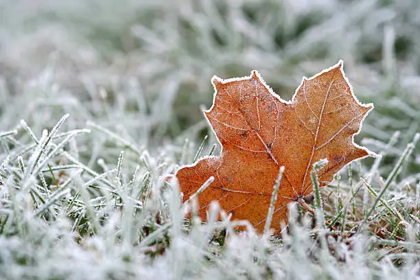 Photo of Hoar-frost