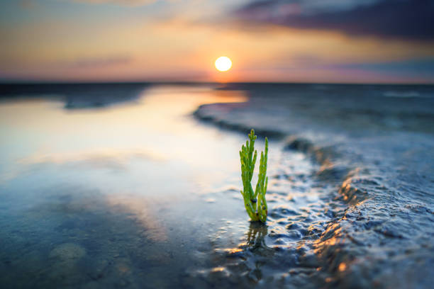 Closeup of Glasswort growing near the shore of a lake during the sunrise with a blurry background A closeup of Glasswort growing near the shore of a lake during the sunrise with a blurry background salicornia europaea stock pictures, royalty-free photos & images