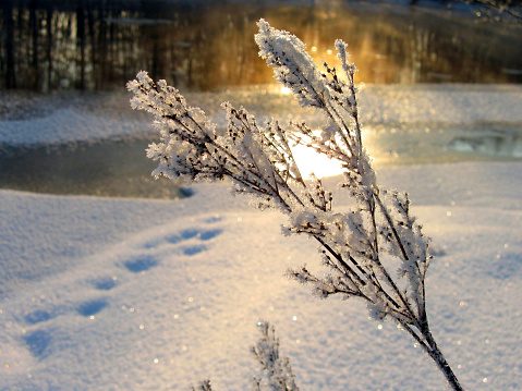 Plant and light in arctic wintertime.