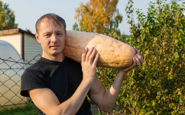 istock Farmer holds a long yellow pumpkin in his hands. 1443173133