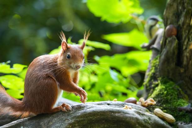 istock Cute red squirrel on the tree branch in the forest 1443173898