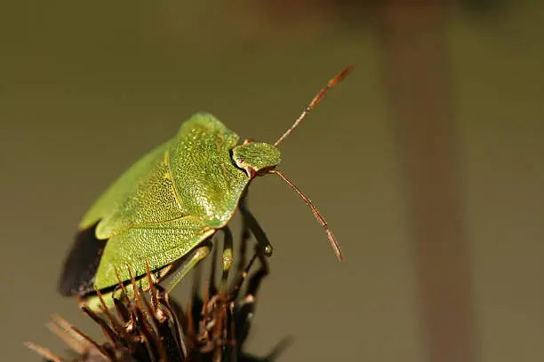 Close-up of shield bug Palomena prasina