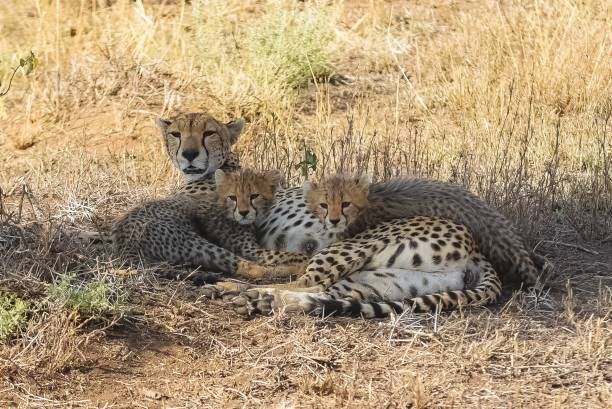 istock Mother cheetah with her cubs 1443174222