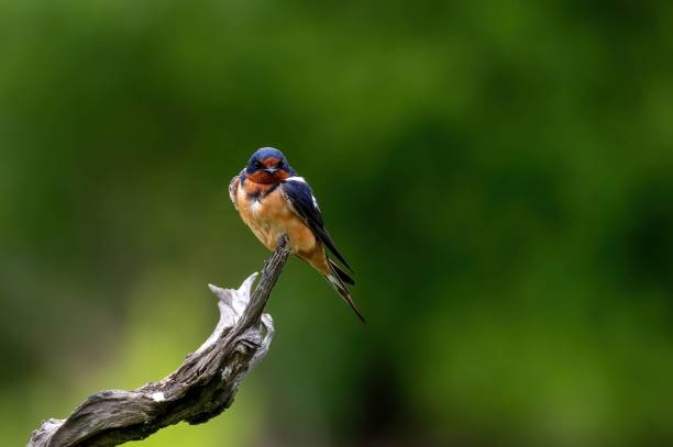 istock Barn swallow bird perching on a dead branch, selective focus 1443174250