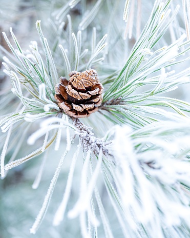 A pine cone on a tree branch during winter