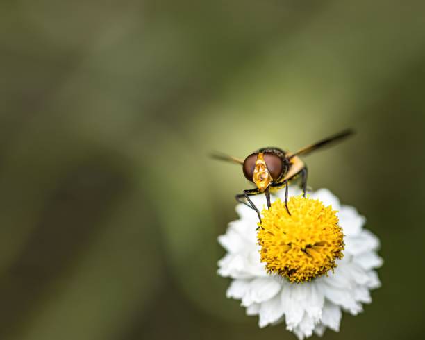 bzygowaty zapylający kwiat w ogrodzie, strzał makro - hoverfly nature white yellow zdjęcia i obrazy z banku zdjęć