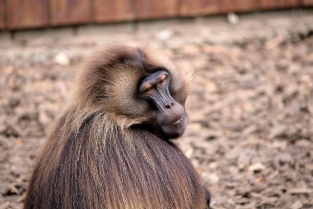 istock Gelada baboon at Colchester zoo 1443175639
