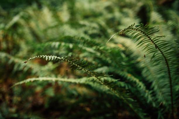 istock Western Sword Fern in the forest 1443175788