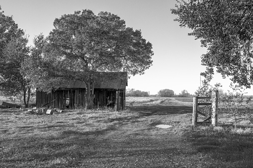 A grayscale shot of a wooden barn in the middle of field