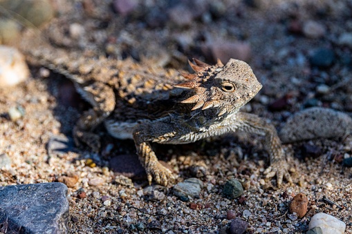 A closeup of Horned Lizard on a stony ground