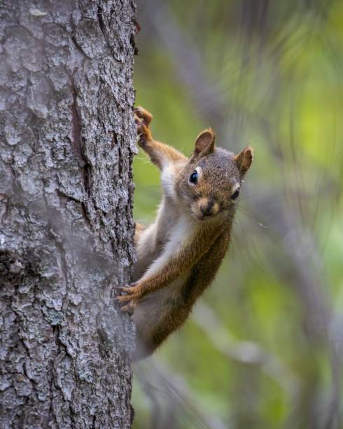 istock Closeup of a squirrel on a tree looking at camera 1443175925