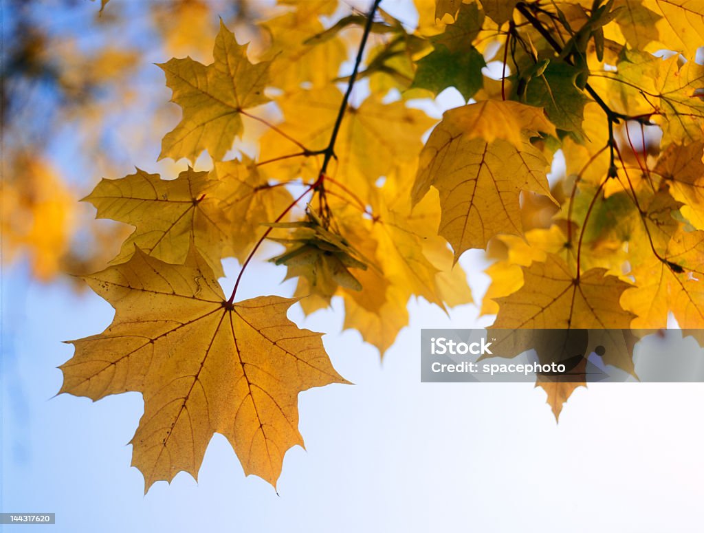 Outono - Royalty-free Abstrato Foto de stock